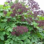 Aralia californica - 