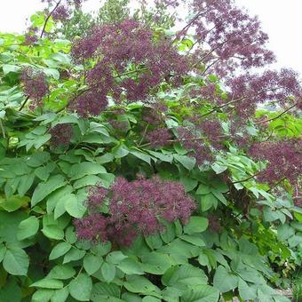 Aralia californica