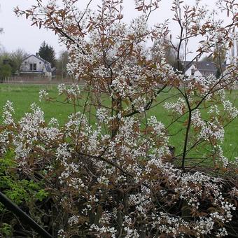 Amelanchier lamarckii