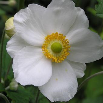 Anemone x hybrida 'Honorine Jobert'