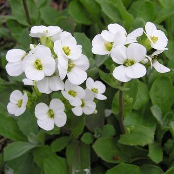 Arabis