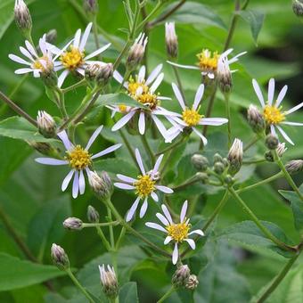 Aster macrophyllus