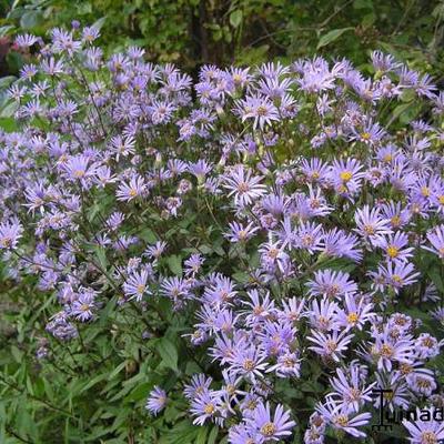 Aster radula