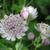 Astrantia