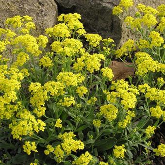 Aurinia saxatilis 'Goldkugel'