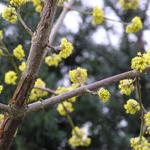 Cornus mas - CORNOUILLIER MÄLE