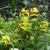 Corydalis lutea