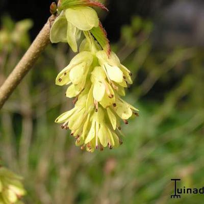 Corylopsis pauciflora - Armblütige Scheinhasel - Corylopsis pauciflora