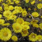 Huflattich - Tussilago farfara 