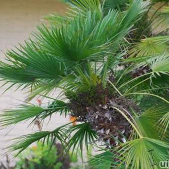 Chamaerops humilis