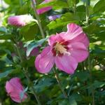 Hibiscus syriacus 'Woodbridge' - Hibiscus syriacus 'Woodbridge'