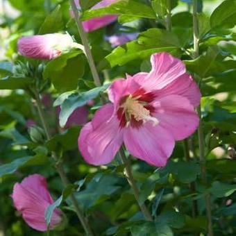 Hibiscus syriacus 'Woodbridge'