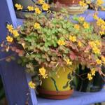 Oxalis vulcanicola - 