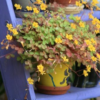 Oxalis vulcanicola