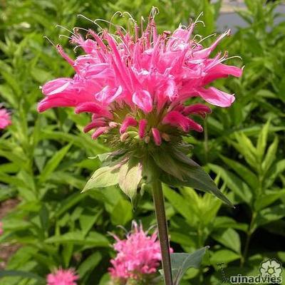 Monarda 'Marshall's Delight' - Monarda 'Marshall's Delight'