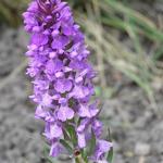 Dactylorhiza praetermissa - Übersehenes Knabenkraut