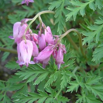 Dicentra formosa