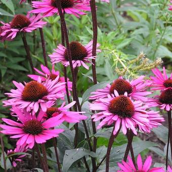 Echinacea purpurea 'Fatal Attraction'