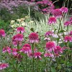 Echinacea purpurea 'Razzmatazz' - 