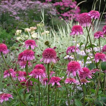 Echinacea purpurea 'Razzmatazz'