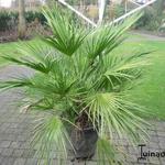 Chamaerops humilis - Zwergpalme