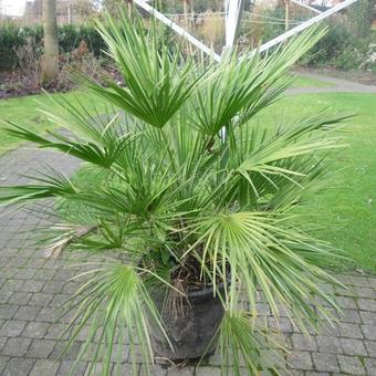 Chamaerops humilis