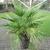 Chamaerops humilis