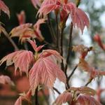 Acer pseudoplatanus 'Brilliantissimum'  - Acer pseudoplatanus 'Brilliantissimum'