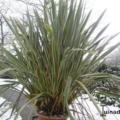 Phormium tenax - LIN DE NOUVELLE ZÉLANDE