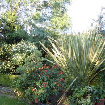 Phormium tenax