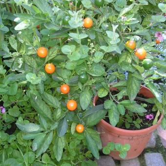 Solanum pseudocapsicum