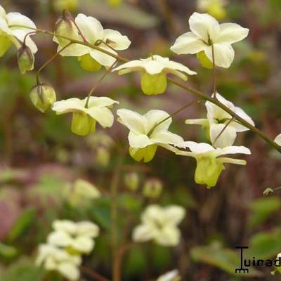 Epimedium x versicolor 'Sulphureum' - Epimedium x versicolor  'Sulphureum'