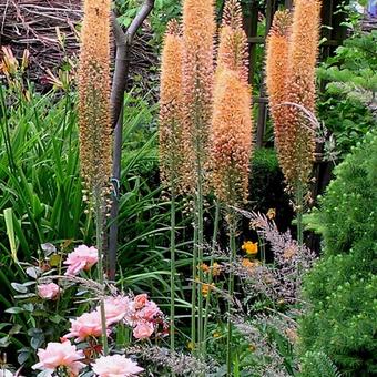 Eremurus x  isabellinus 'Cleopatra'