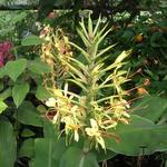 Hedychium gardnerianum - Longose