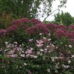 Eutrochium maculatum - Eupatorium maculatum