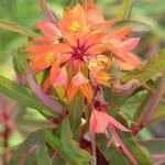 Euphorbia griffithii 'Dixter' - 