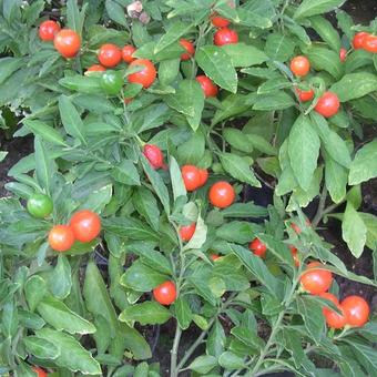 Solanum pseudocapsicum