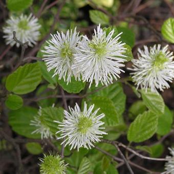 Fothergilla