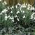 Galanthus nivalis