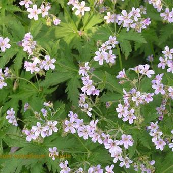 Geranium sylvaticum