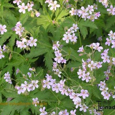 Geranium sylvaticum - 