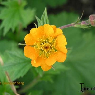 Geum - Geum