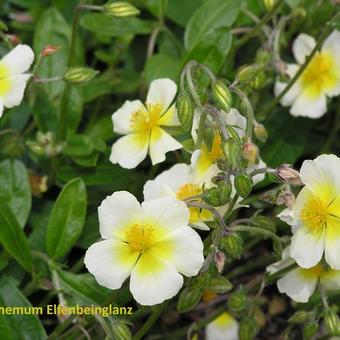 Helianthemum