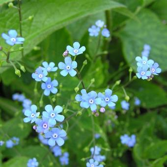 Brunnera macrophylla