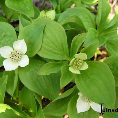 Cornus canadensis - Quatre-temps (plante) - Cornus canadensis