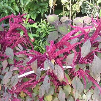 Amaranthus caudatus