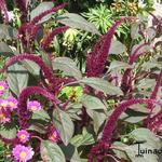 Amaranthus caudatus - Amarante queue de renard