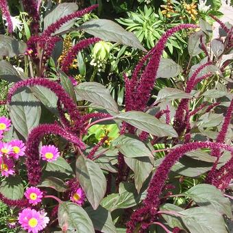 Amaranthus caudatus