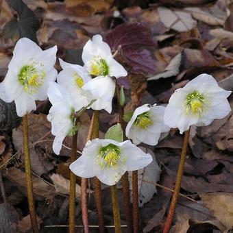 Helleborus niger