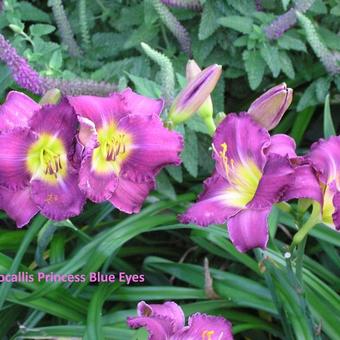 Hemerocallis (roze/purper var.)